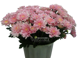 Зембла Пинк/хризантемы