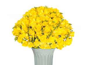 Фрезия желтая