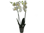 Орхидея